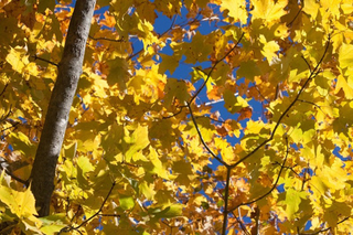 Illustration for article titled Shooting Challenge Fall Leaves Gallery 4